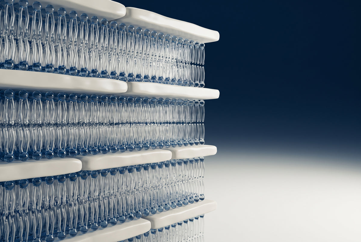 Lamelle lipidiche dello strato corneo tra i corneociti: illustrazione delle ceramidi nella barriera cutanea